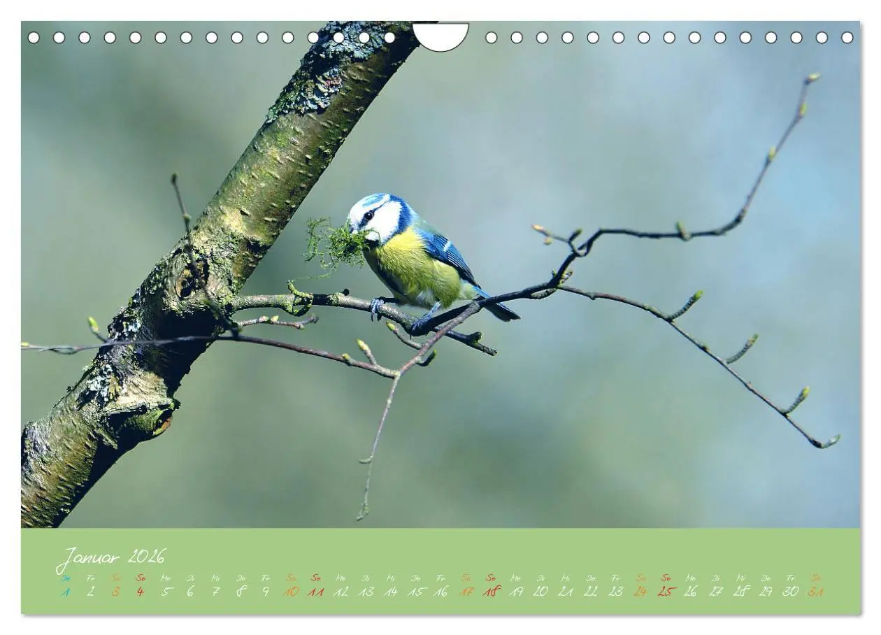 Bild: 9783457921074 | Die Blaumeise, Gast in unserem Garten (Wandkalender 2026 DIN A4...