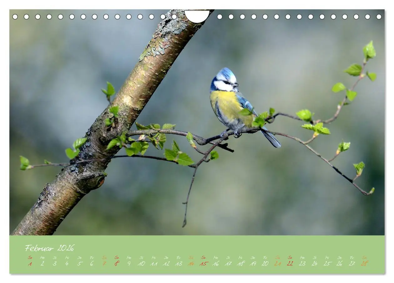 Bild: 9783457921074 | Die Blaumeise, Gast in unserem Garten (Wandkalender 2026 DIN A4...