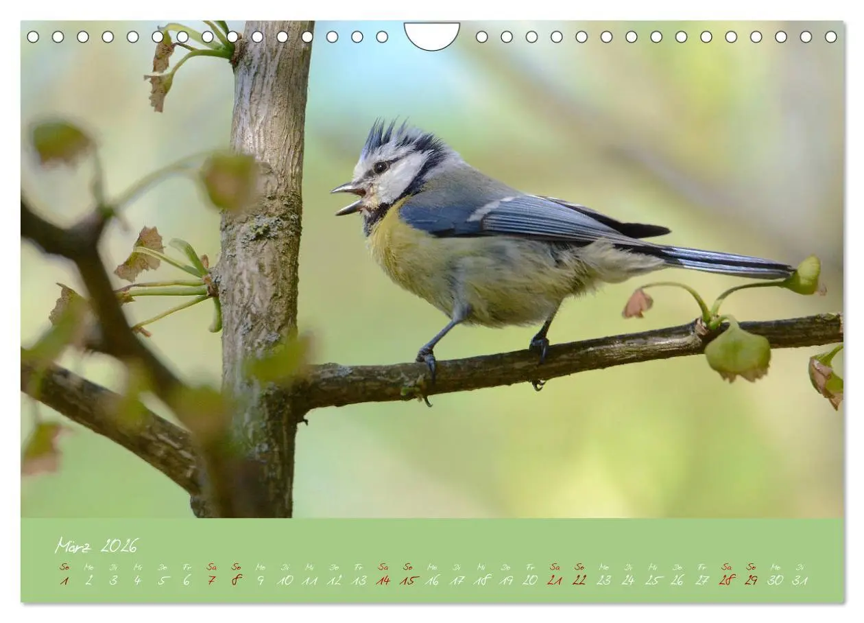 Bild: 9783457921074 | Die Blaumeise, Gast in unserem Garten (Wandkalender 2026 DIN A4...
