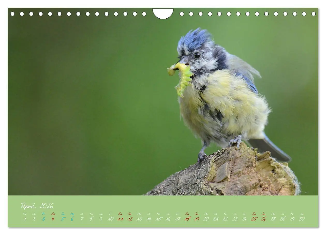 Bild: 9783457921074 | Die Blaumeise, Gast in unserem Garten (Wandkalender 2026 DIN A4...