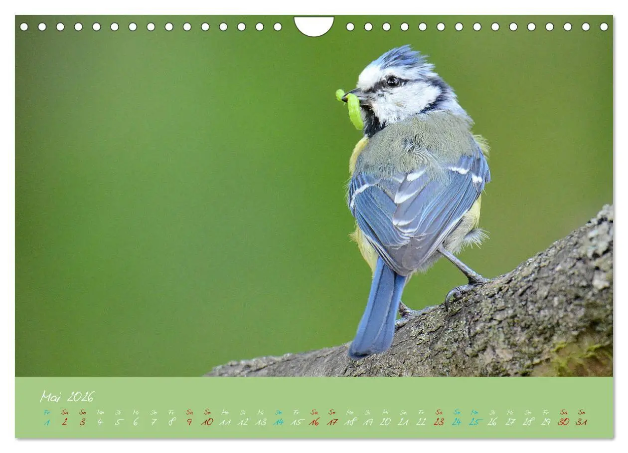 Bild: 9783457921074 | Die Blaumeise, Gast in unserem Garten (Wandkalender 2026 DIN A4...