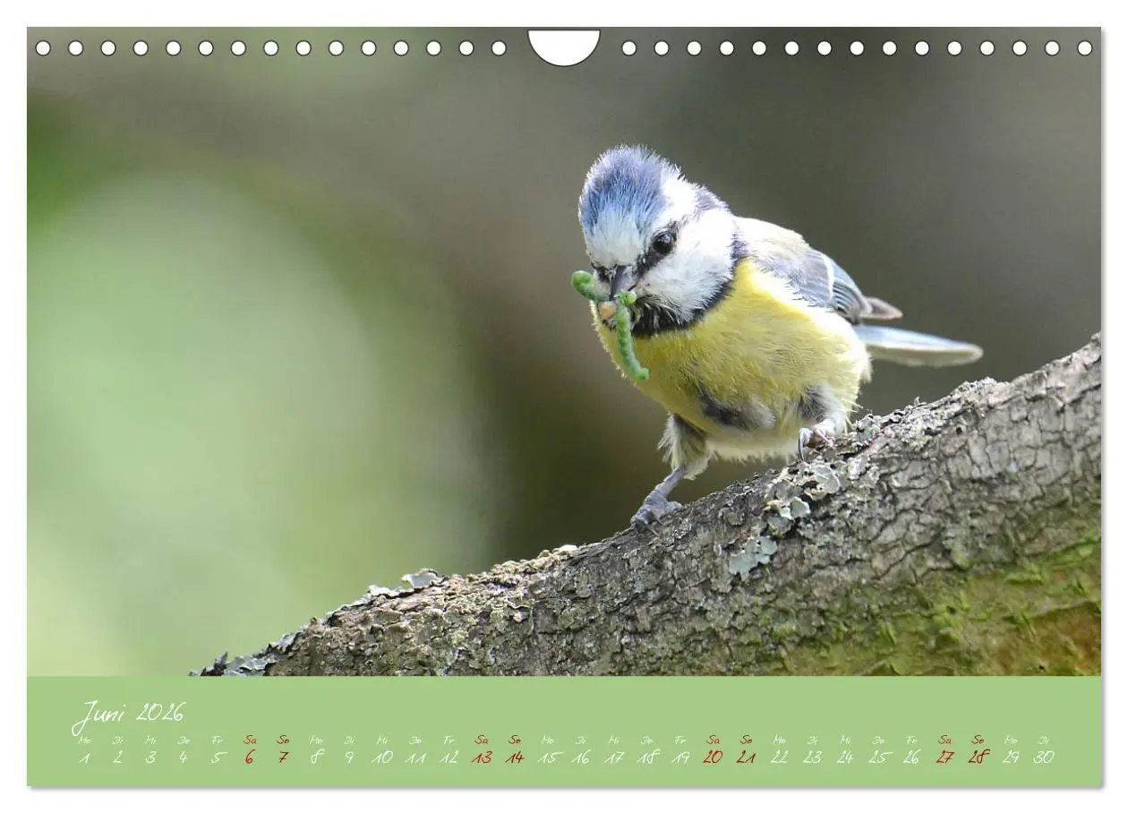 Bild: 9783457921074 | Die Blaumeise, Gast in unserem Garten (Wandkalender 2026 DIN A4...