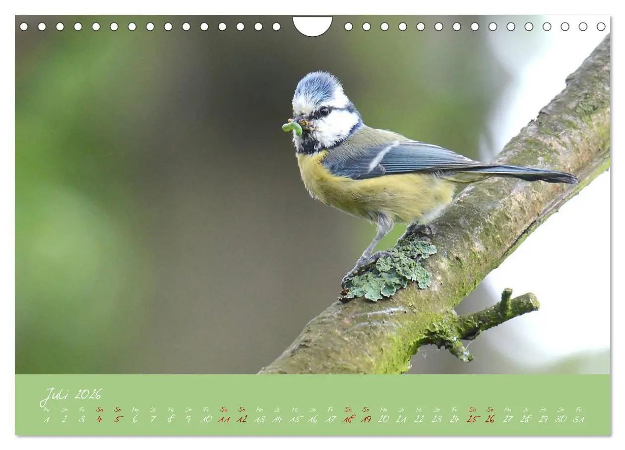 Bild: 9783457921074 | Die Blaumeise, Gast in unserem Garten (Wandkalender 2026 DIN A4...