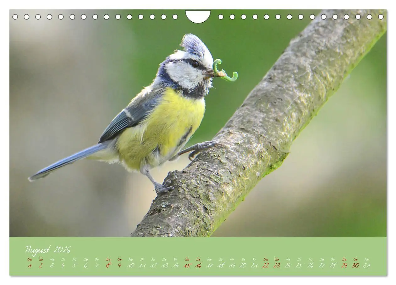 Bild: 9783457921074 | Die Blaumeise, Gast in unserem Garten (Wandkalender 2026 DIN A4...