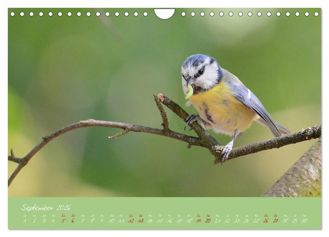 Bild: 9783457921074 | Die Blaumeise, Gast in unserem Garten (Wandkalender 2026 DIN A4...