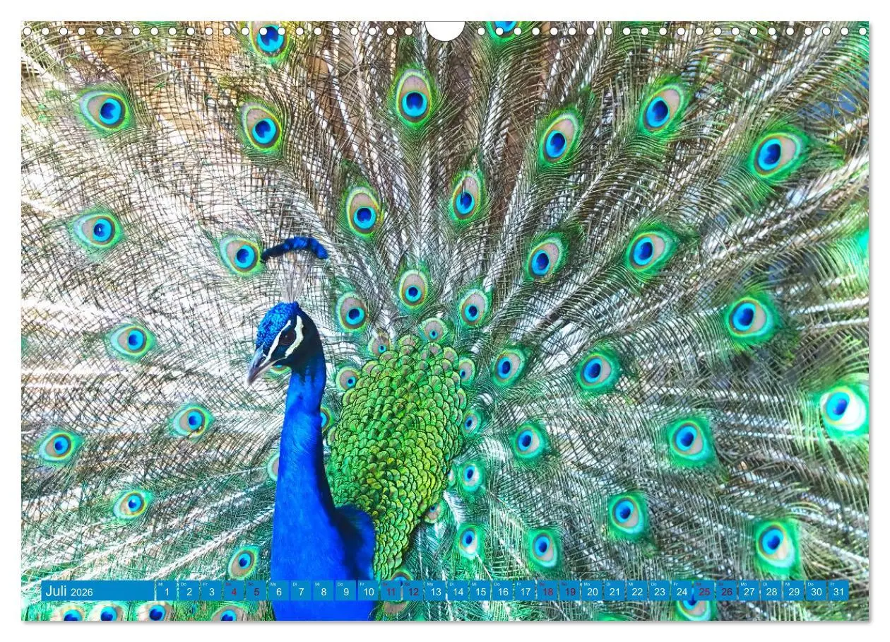 Bild: 9783457531174 | Pfauen Zauber (Wandkalender 2026 DIN A3 quer), CALVENDO Monatskalender