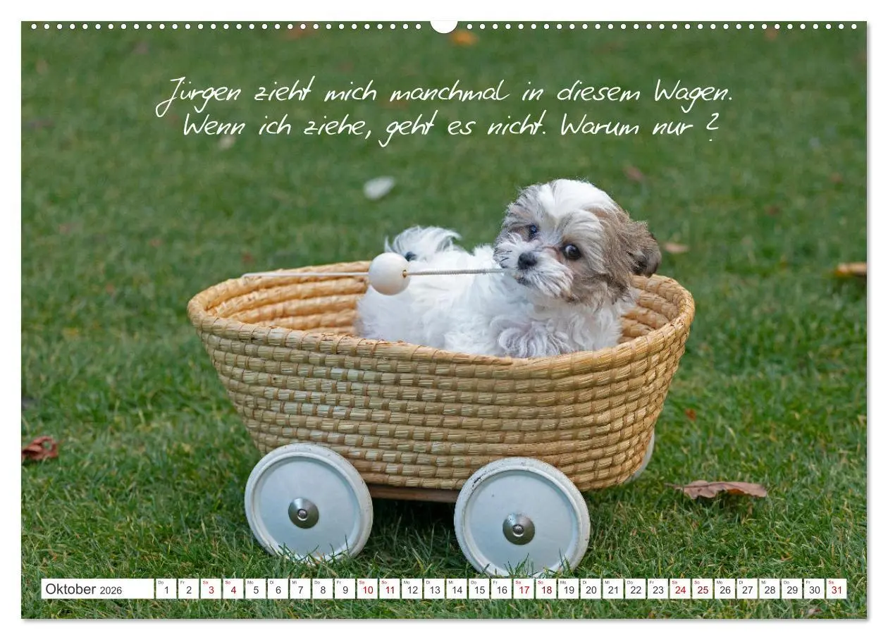 Bild: 9783457601174 | Hallo, ich bin Lilly (Wandkalender 2026 DIN A2 quer), CALVENDO...