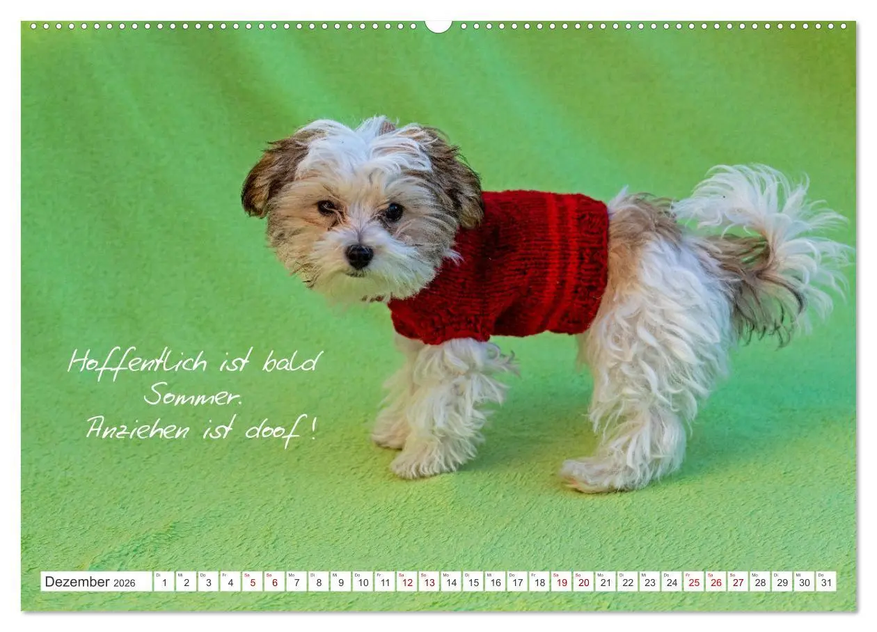 Bild: 9783457601174 | Hallo, ich bin Lilly (Wandkalender 2026 DIN A2 quer), CALVENDO...