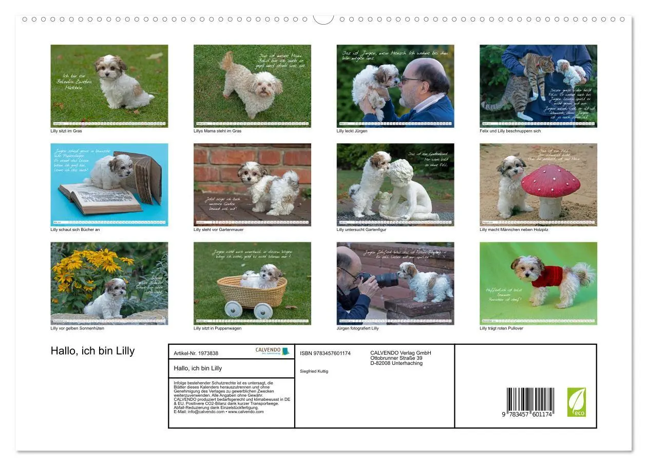 Bild: 9783457601174 | Hallo, ich bin Lilly (Wandkalender 2026 DIN A2 quer), CALVENDO...