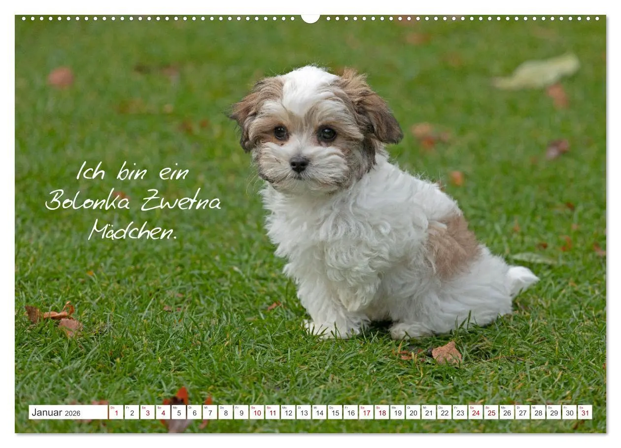 Bild: 9783457601174 | Hallo, ich bin Lilly (Wandkalender 2026 DIN A2 quer), CALVENDO...