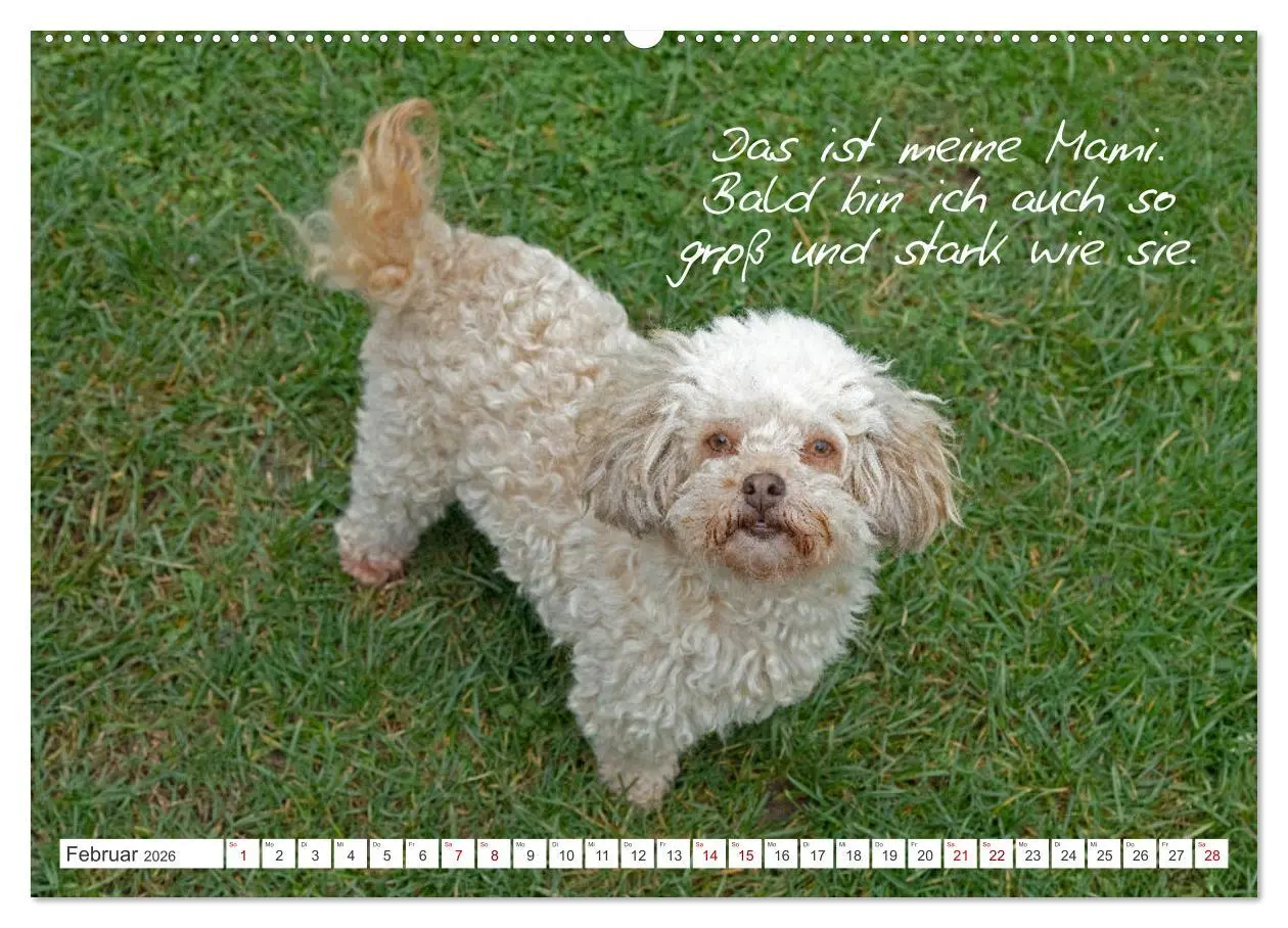 Bild: 9783457601174 | Hallo, ich bin Lilly (Wandkalender 2026 DIN A2 quer), CALVENDO...