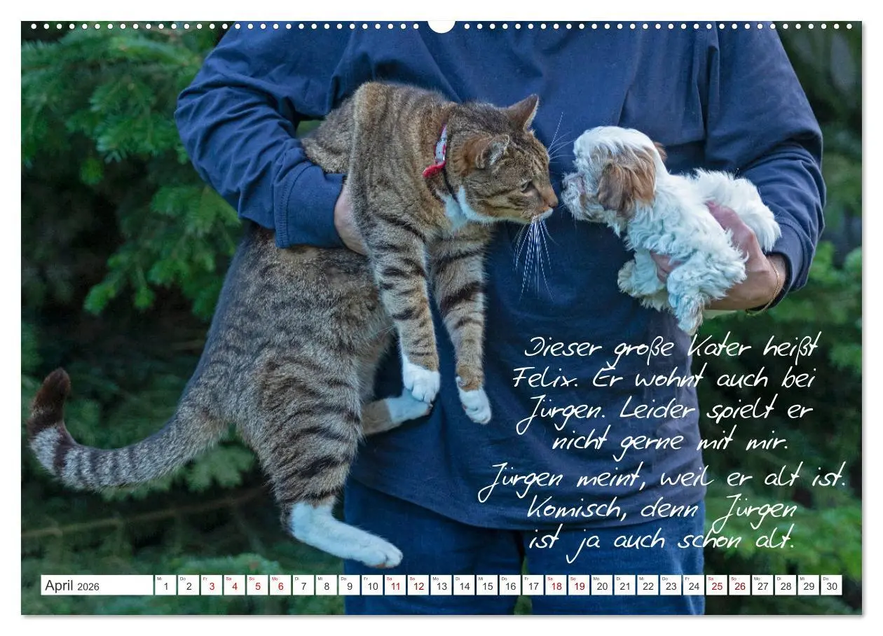 Bild: 9783457601174 | Hallo, ich bin Lilly (Wandkalender 2026 DIN A2 quer), CALVENDO...