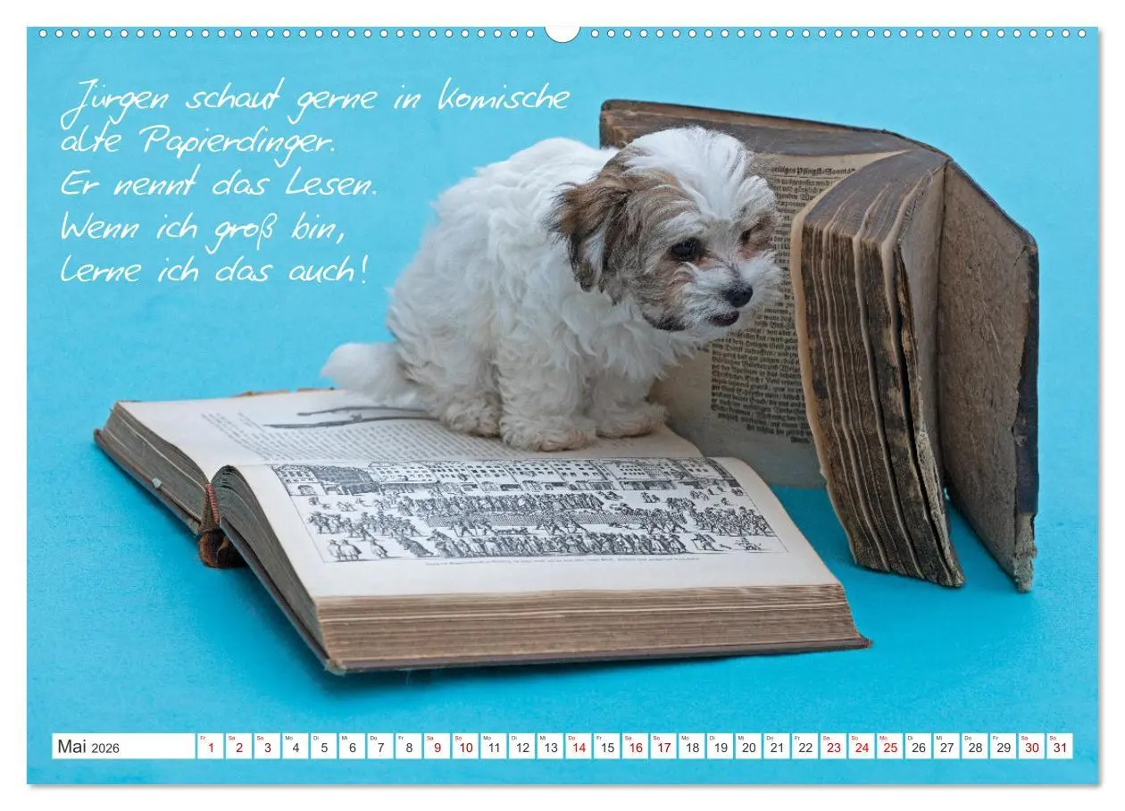 Bild: 9783457601174 | Hallo, ich bin Lilly (Wandkalender 2026 DIN A2 quer), CALVENDO...