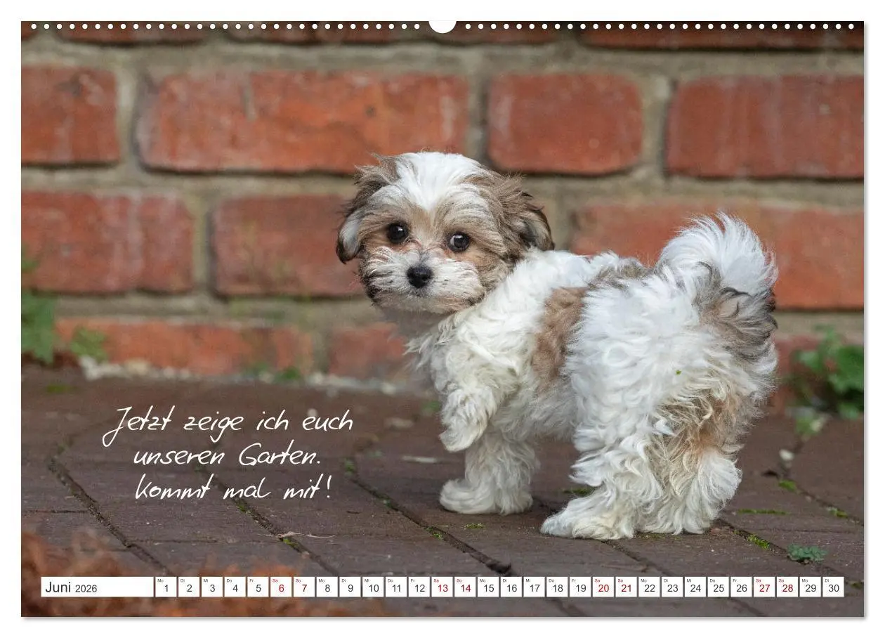 Bild: 9783457601174 | Hallo, ich bin Lilly (Wandkalender 2026 DIN A2 quer), CALVENDO...