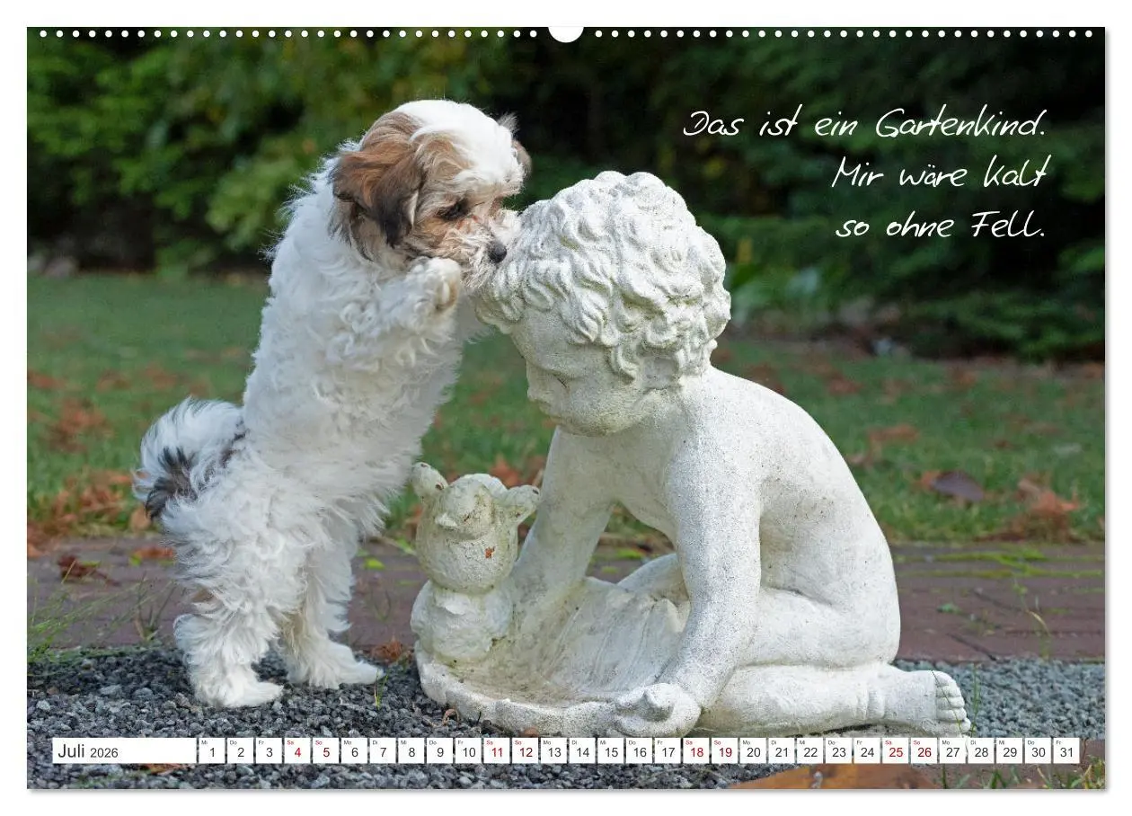 Bild: 9783457601174 | Hallo, ich bin Lilly (Wandkalender 2026 DIN A2 quer), CALVENDO...
