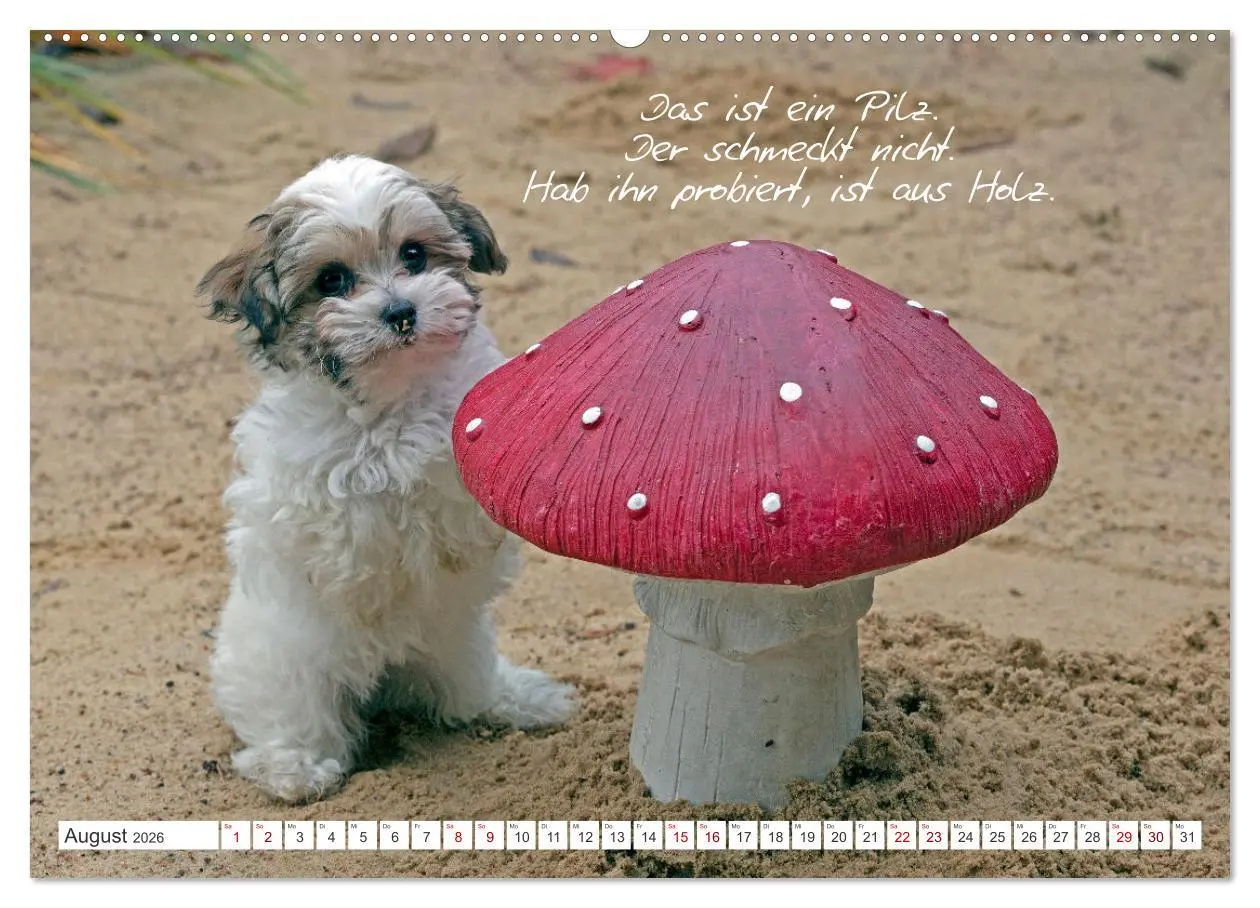 Bild: 9783457601174 | Hallo, ich bin Lilly (Wandkalender 2026 DIN A2 quer), CALVENDO...