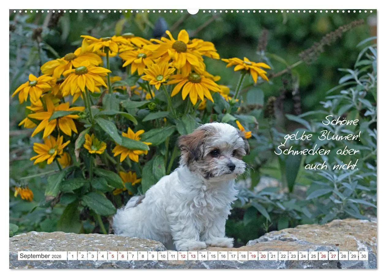 Bild: 9783457601174 | Hallo, ich bin Lilly (Wandkalender 2026 DIN A2 quer), CALVENDO...