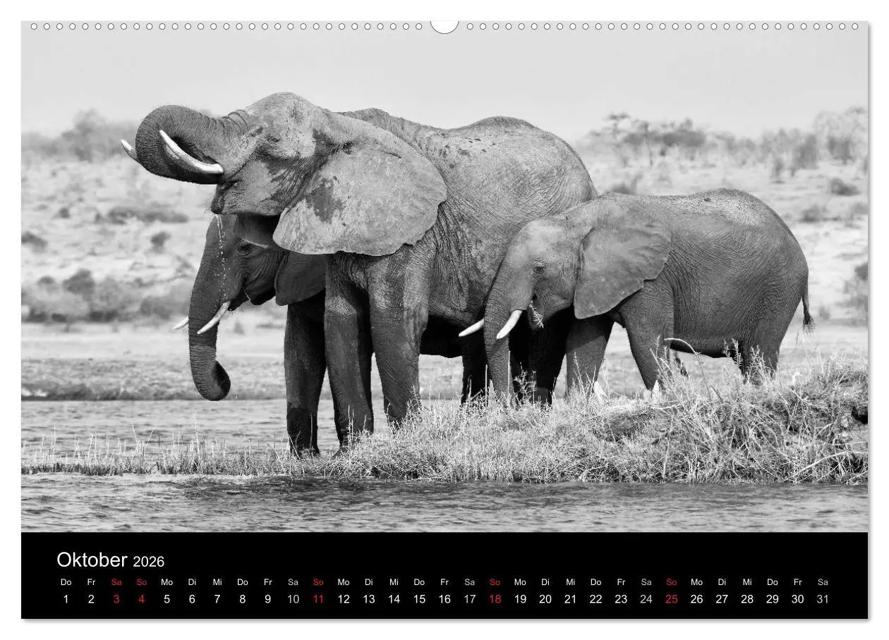 Bild: 9783516141474 | Elefanten Schwarz - Weiss (Wandkalender 2026 DIN A2 quer), CALVENDO...