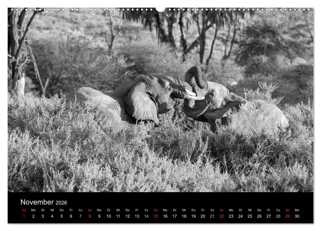 Bild: 9783516141474 | Elefanten Schwarz - Weiss (Wandkalender 2026 DIN A2 quer), CALVENDO...