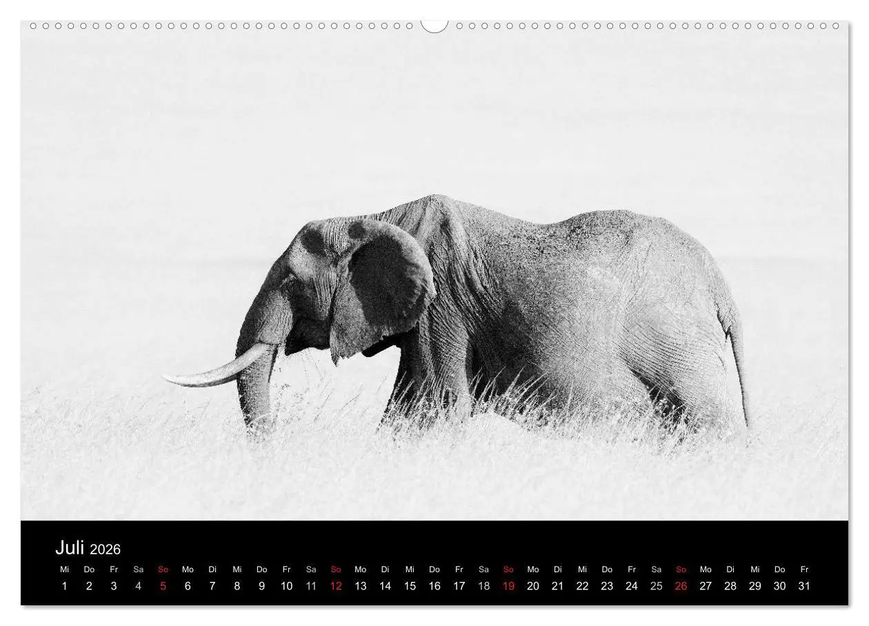 Bild: 9783516141474 | Elefanten Schwarz - Weiss (Wandkalender 2026 DIN A2 quer), CALVENDO...
