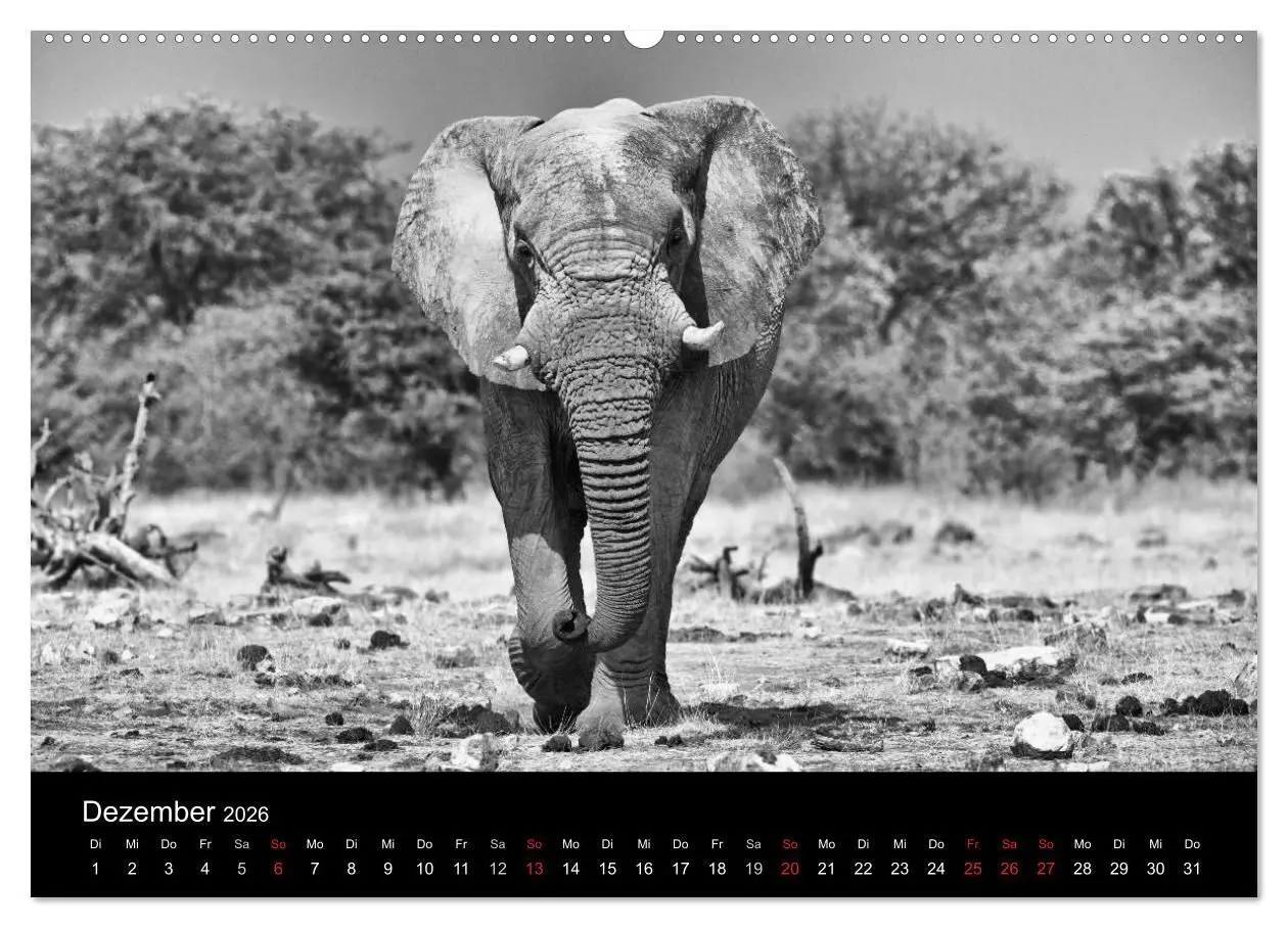 Bild: 9783516141474 | Elefanten Schwarz - Weiss (Wandkalender 2026 DIN A2 quer), CALVENDO...