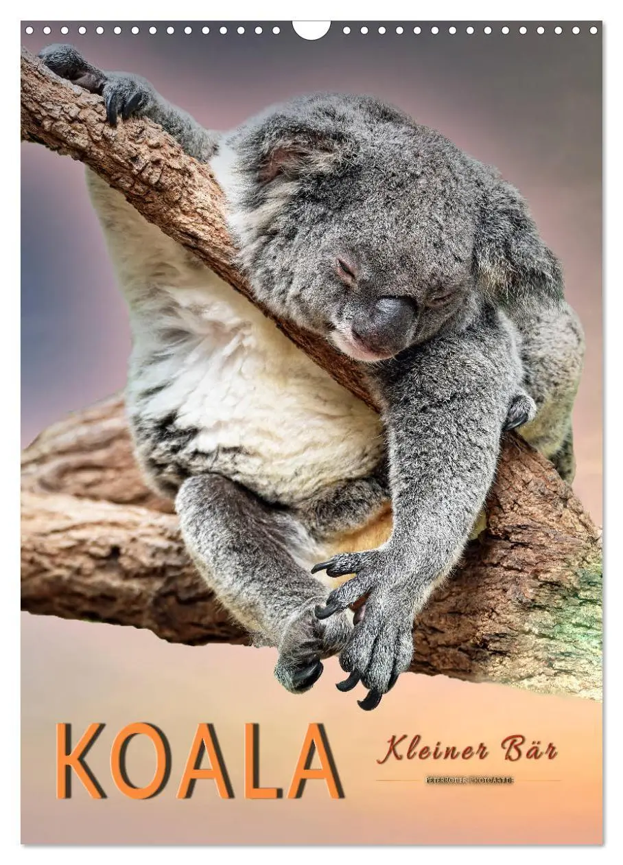Cover: 9783516381474 | Koala, kleiner Bär (Wandkalender 2026 DIN A3 hoch), CALVENDO...