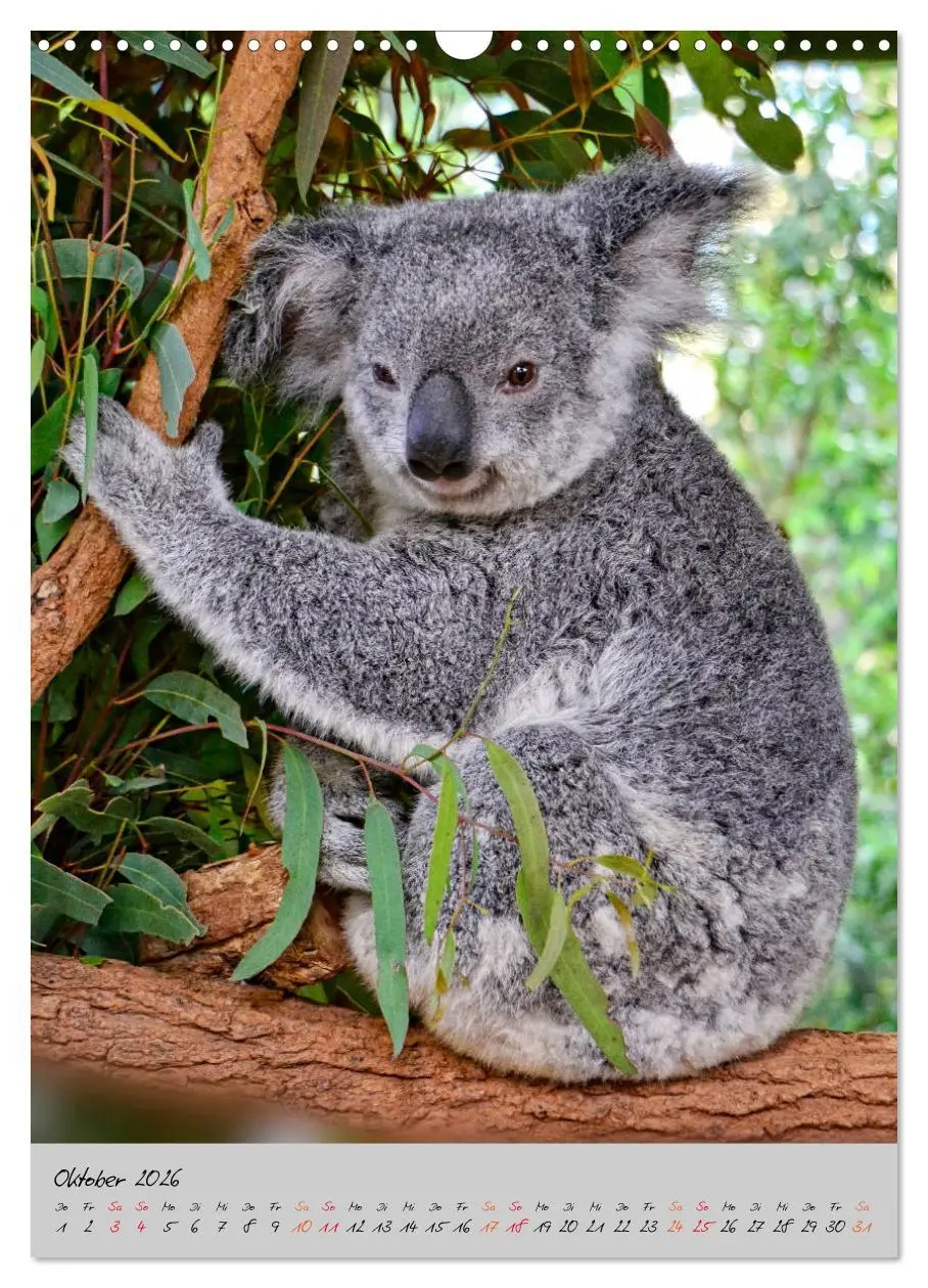Bild: 9783516381474 | Koala, kleiner Bär (Wandkalender 2026 DIN A3 hoch), CALVENDO...