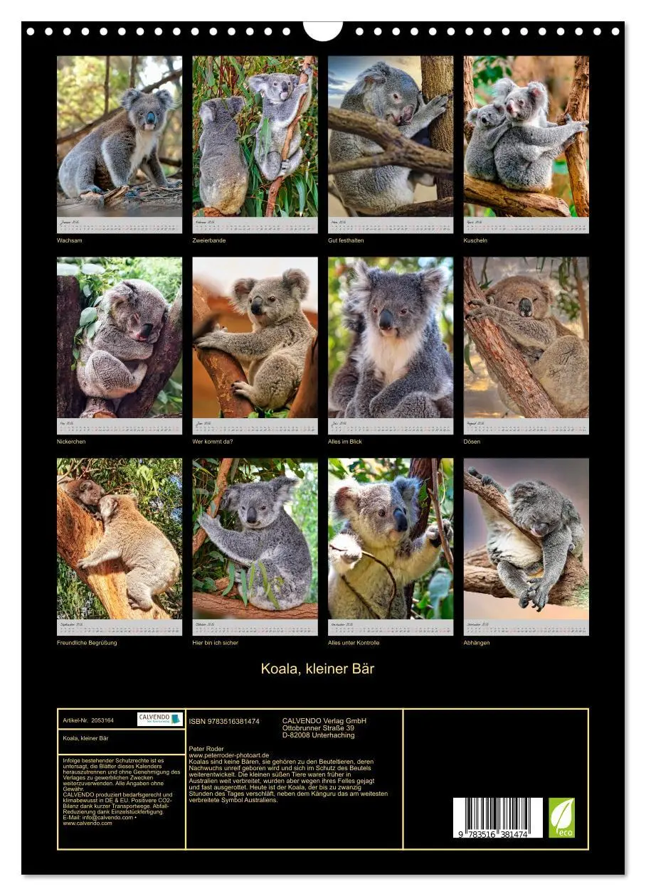 Bild: 9783516381474 | Koala, kleiner Bär (Wandkalender 2026 DIN A3 hoch), CALVENDO...