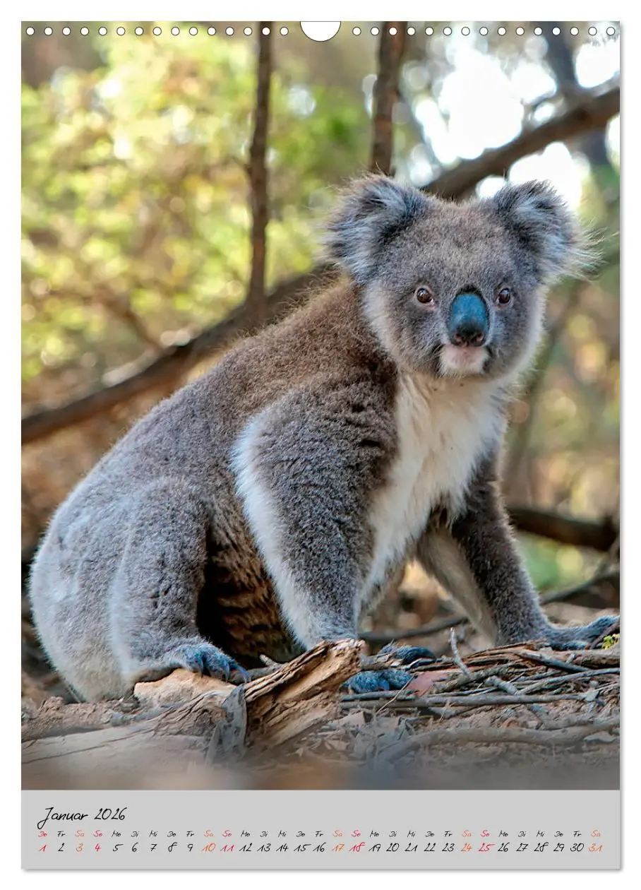 Bild: 9783516381474 | Koala, kleiner Bär (Wandkalender 2026 DIN A3 hoch), CALVENDO...