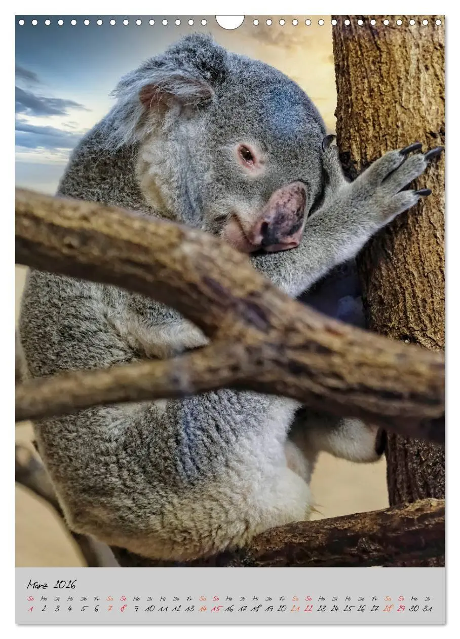 Bild: 9783516381474 | Koala, kleiner Bär (Wandkalender 2026 DIN A3 hoch), CALVENDO...