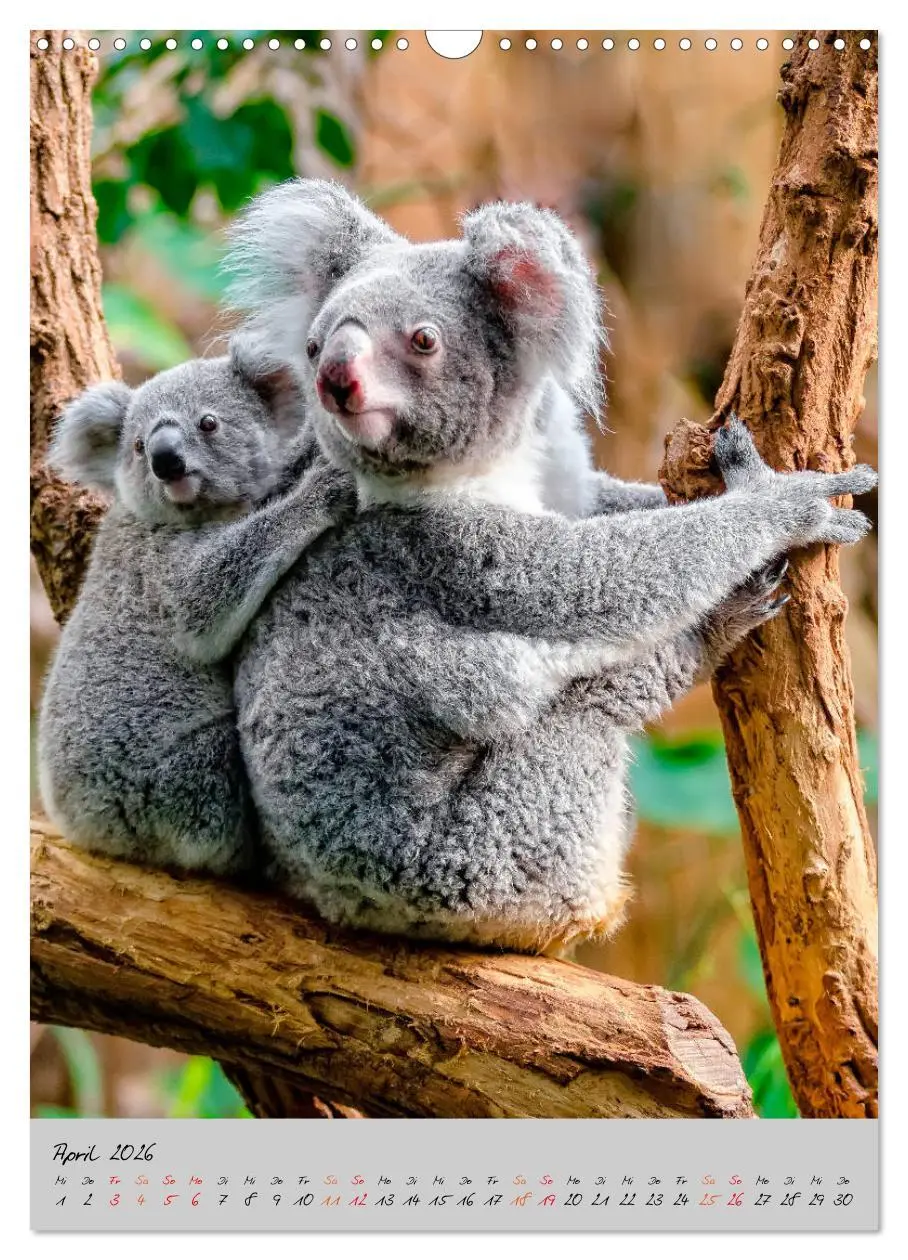 Bild: 9783516381474 | Koala, kleiner Bär (Wandkalender 2026 DIN A3 hoch), CALVENDO...