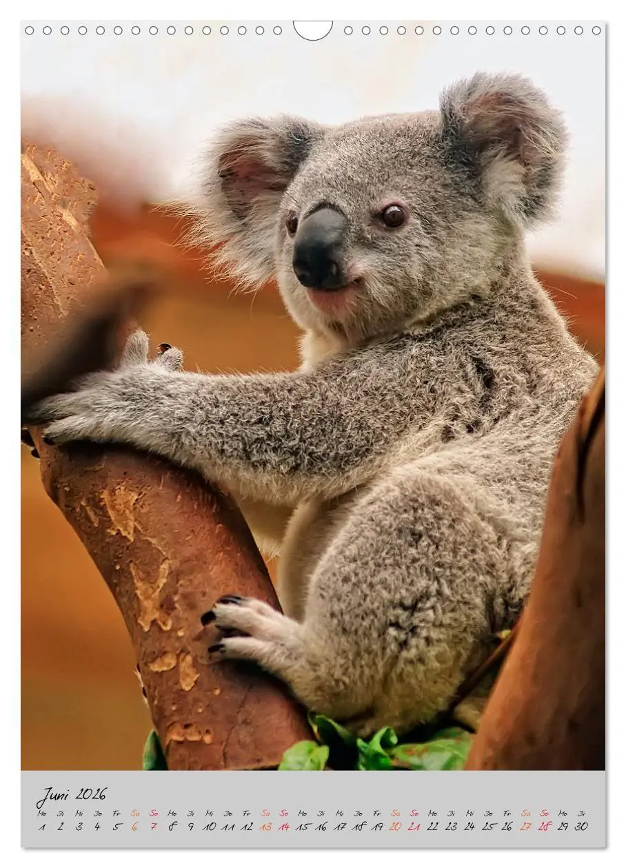 Bild: 9783516381474 | Koala, kleiner Bär (Wandkalender 2026 DIN A3 hoch), CALVENDO...