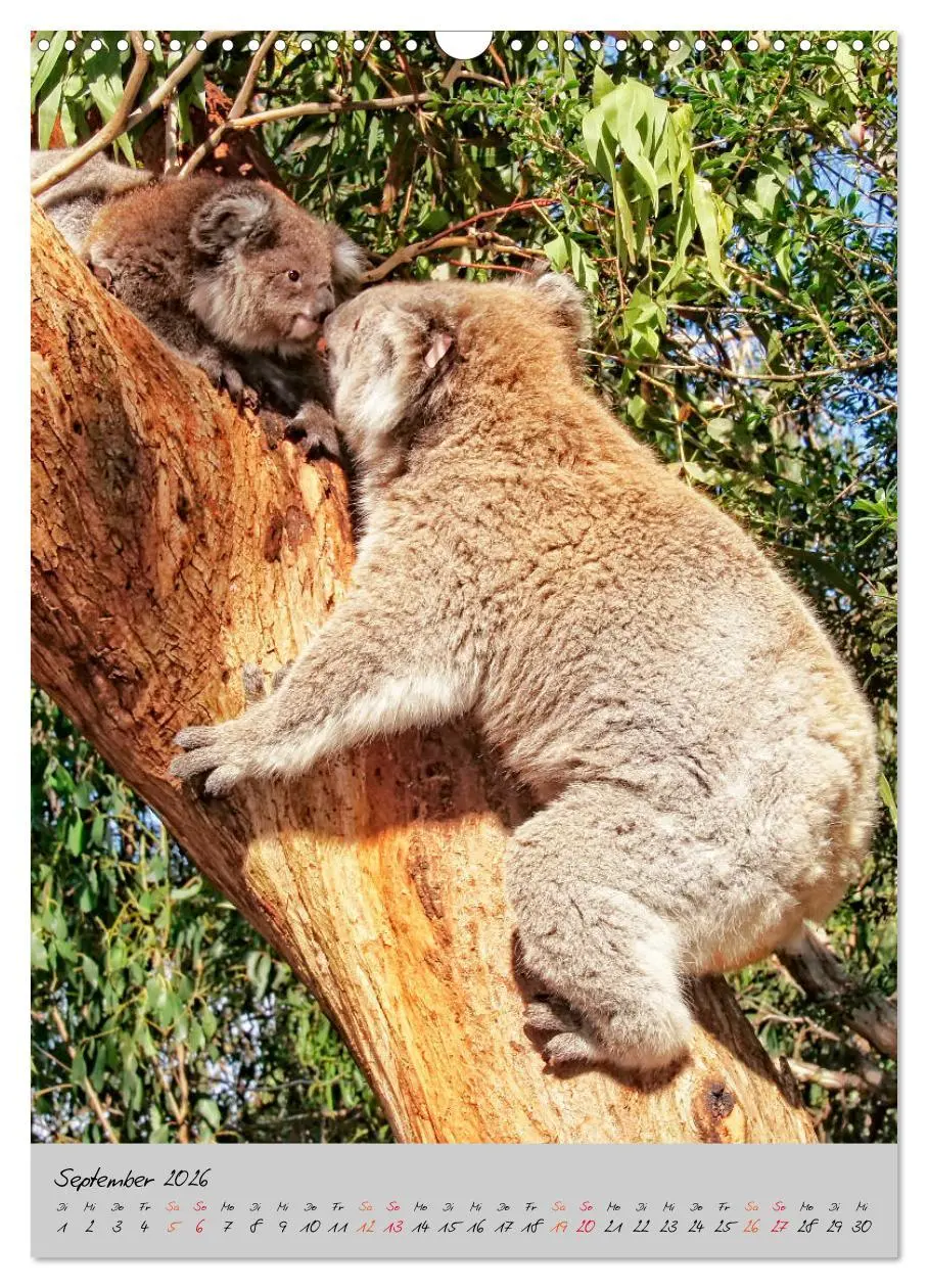 Bild: 9783516381474 | Koala, kleiner Bär (Wandkalender 2026 DIN A3 hoch), CALVENDO...