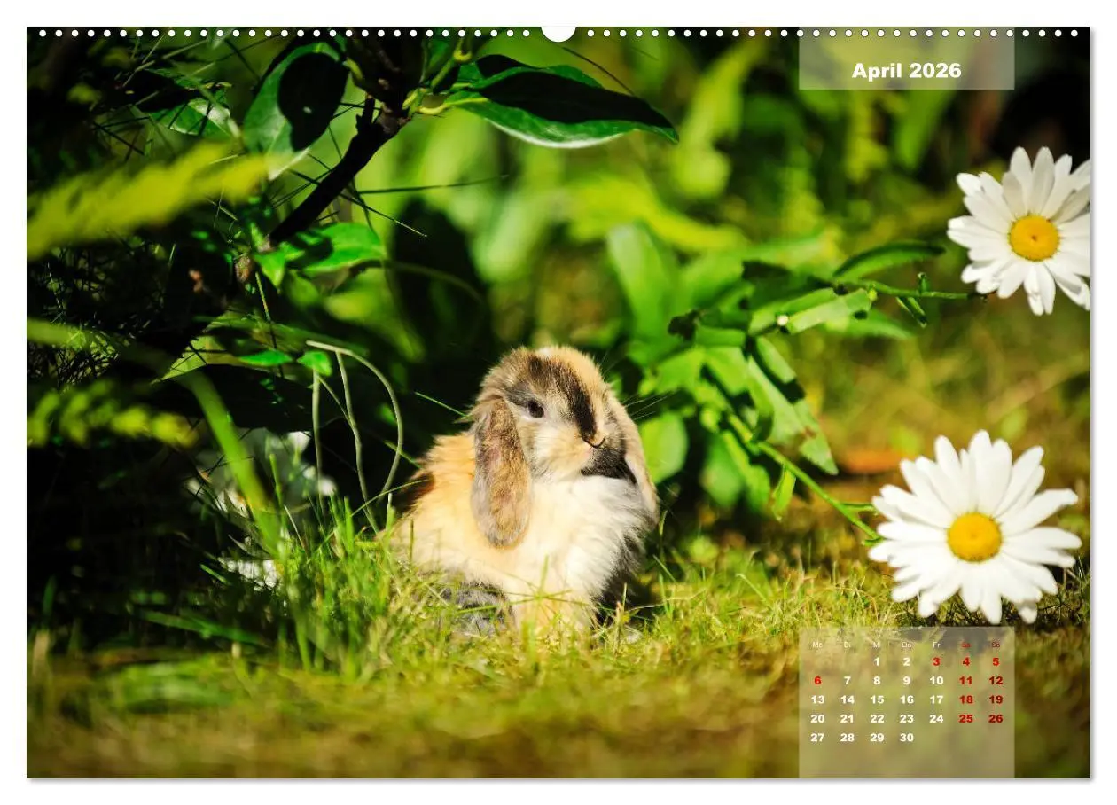 Bild: 9783457731574 | Kaninchen klein und putzig (hochwertiger Premium Wandkalender 2026...