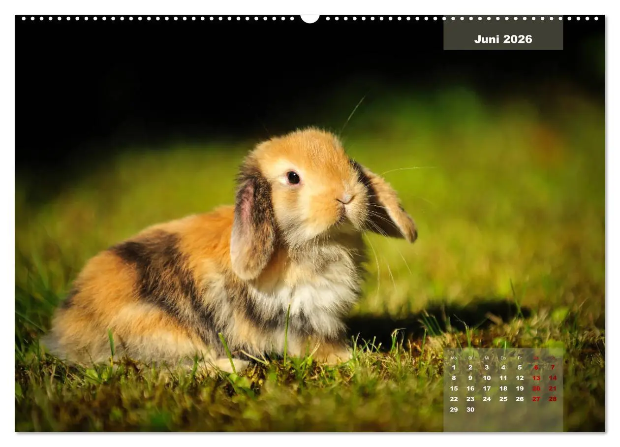 Bild: 9783457731574 | Kaninchen klein und putzig (hochwertiger Premium Wandkalender 2026...