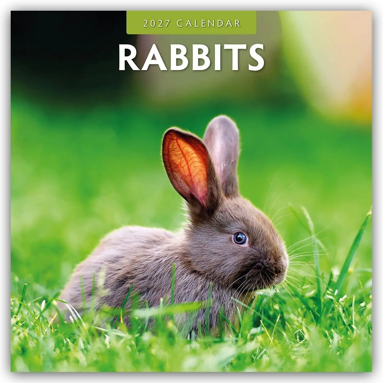 Cover: 9781837011674 | Rabbits - Hasen - Kaninchen 2027 - 16-Monatskalender | Robin Red