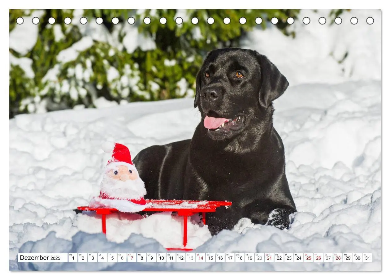 Bild: 9783435311774 | Freund auf 4 Pfoten - Labrador Retriever (Tischkalender 2025 DIN A5...