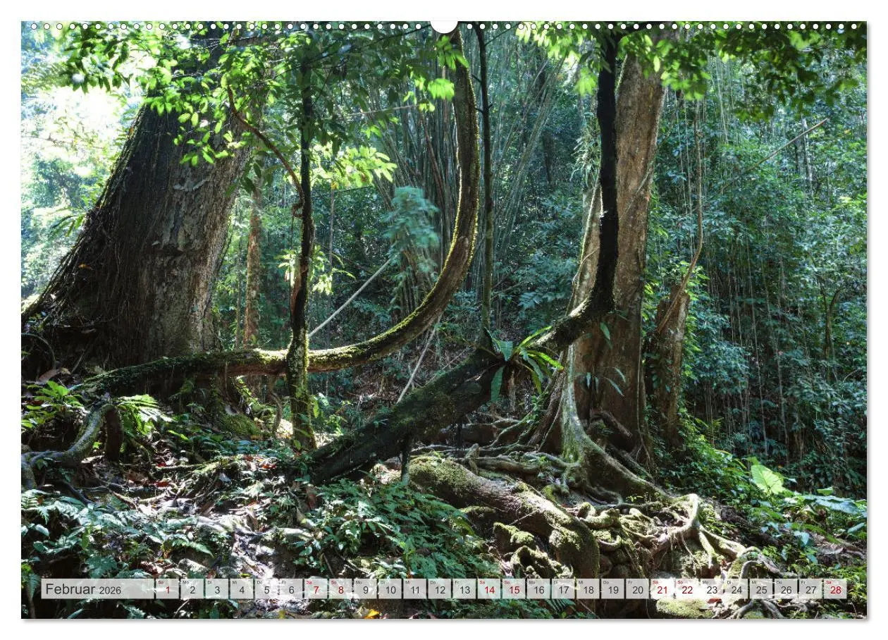 Bild: 9783457571774 | Wälder der Welt (Wandkalender 2026 DIN A2 quer), CALVENDO...