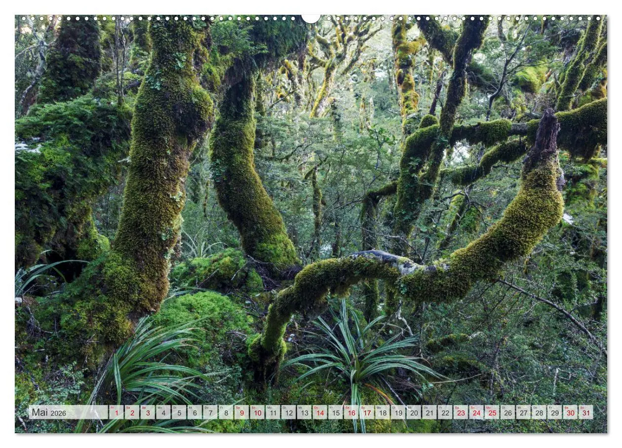Bild: 9783457571774 | Wälder der Welt (Wandkalender 2026 DIN A2 quer), CALVENDO...