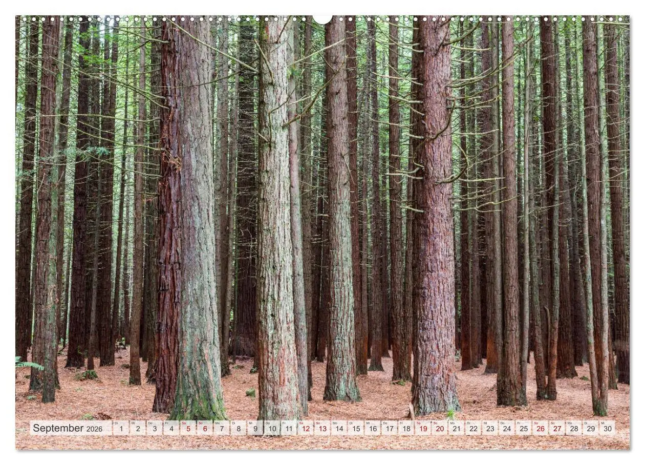 Bild: 9783457571774 | Wälder der Welt (Wandkalender 2026 DIN A2 quer), CALVENDO...