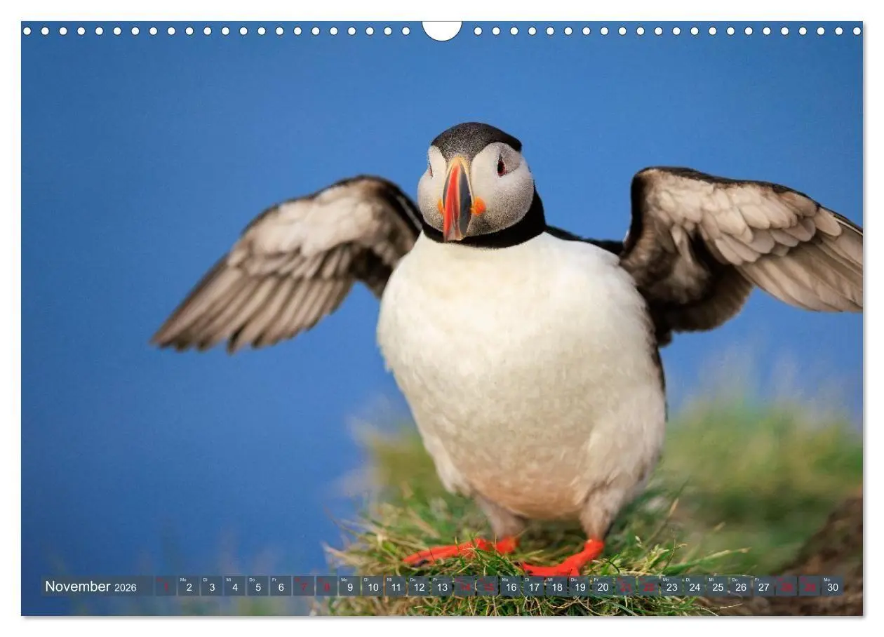 Bild: 9783516661774 | Puffins - Papageientaucher auf Island (Wandkalender 2026 DIN A3...