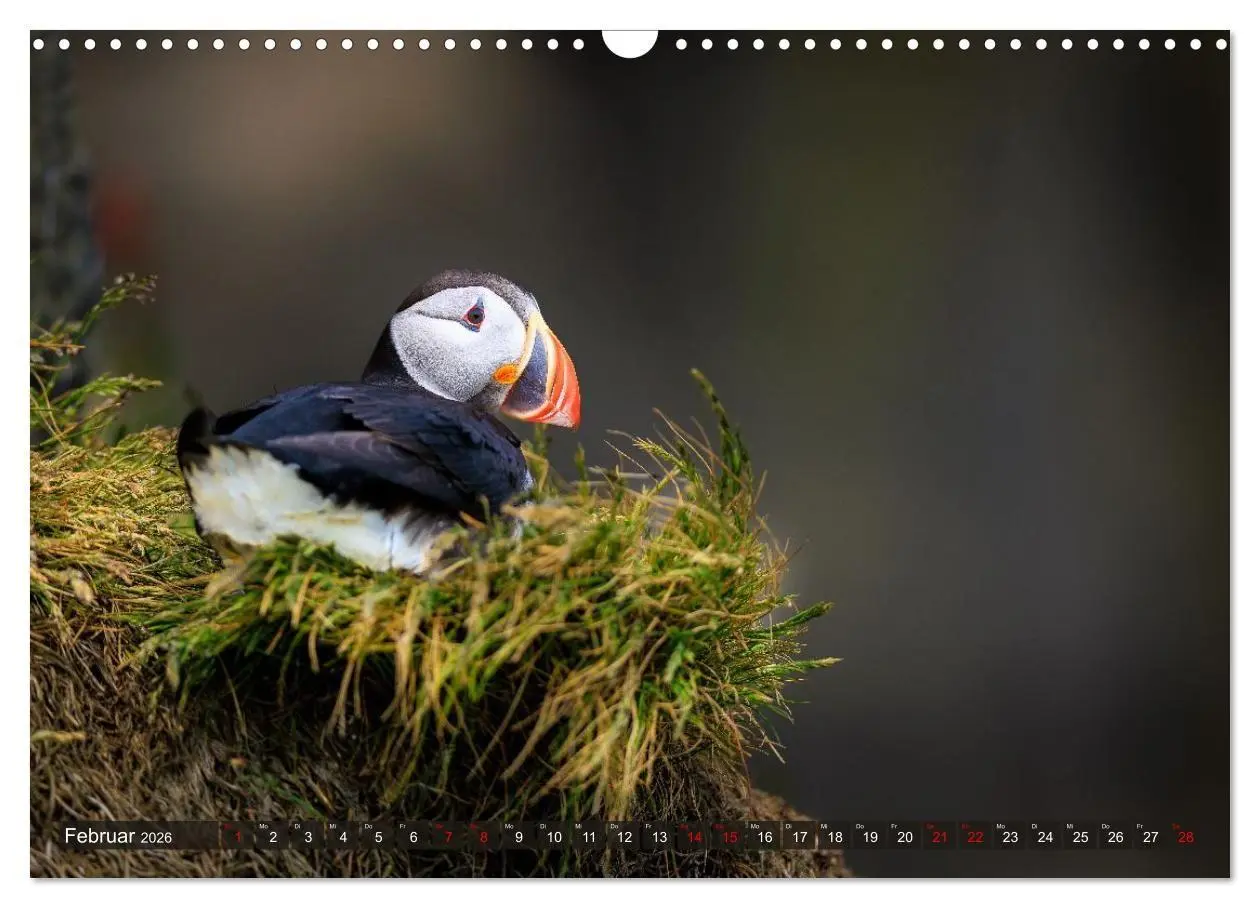 Bild: 9783516661774 | Puffins - Papageientaucher auf Island (Wandkalender 2026 DIN A3...