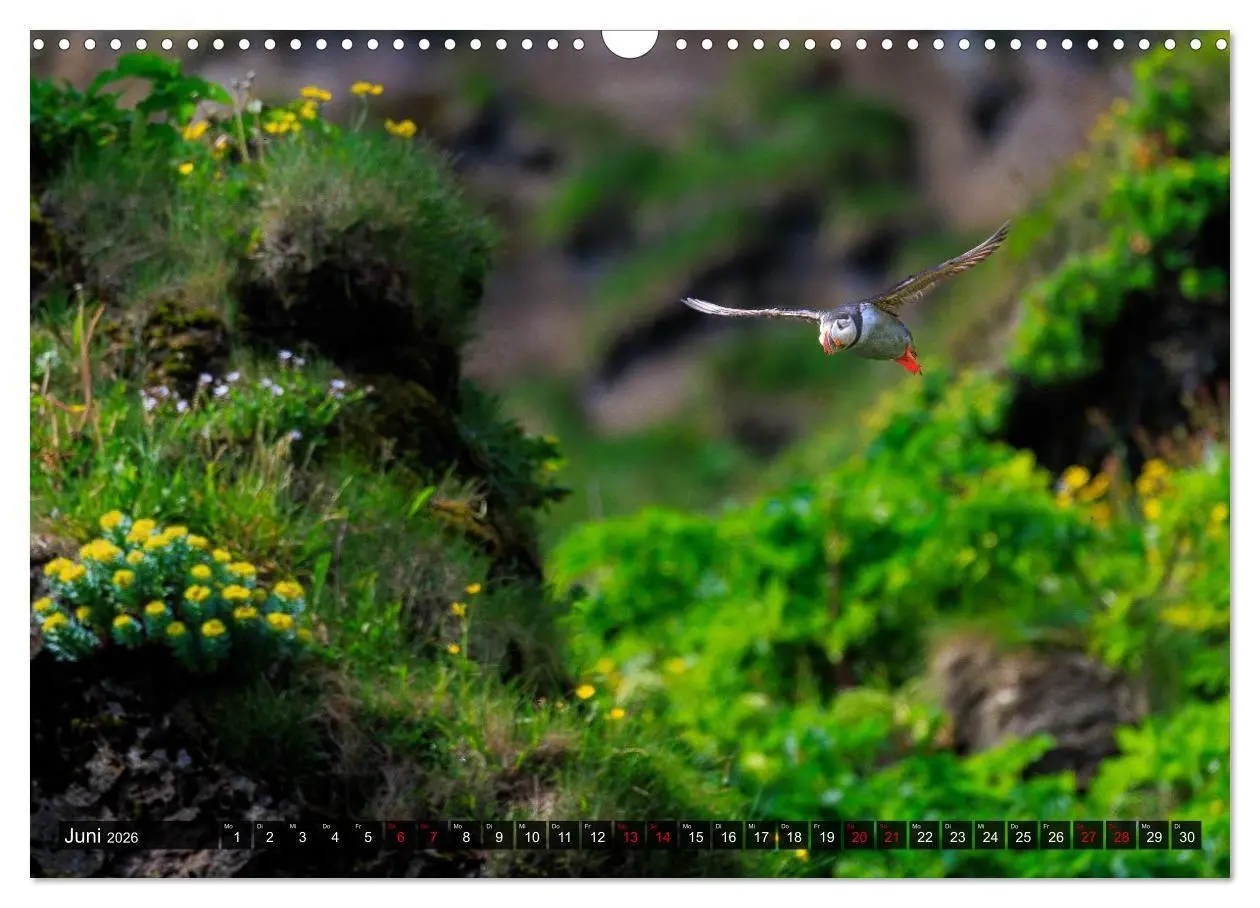 Bild: 9783516661774 | Puffins - Papageientaucher auf Island (Wandkalender 2026 DIN A3...