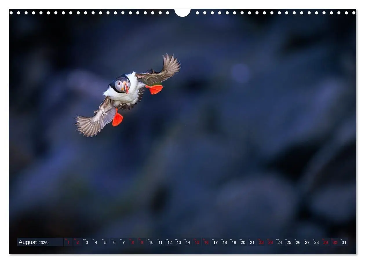 Bild: 9783516661774 | Puffins - Papageientaucher auf Island (Wandkalender 2026 DIN A3...