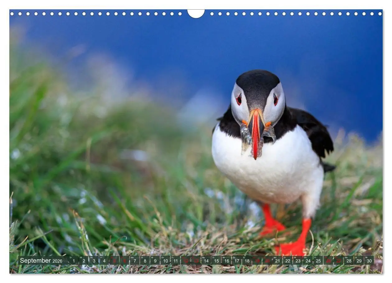 Bild: 9783516661774 | Puffins - Papageientaucher auf Island (Wandkalender 2026 DIN A3...
