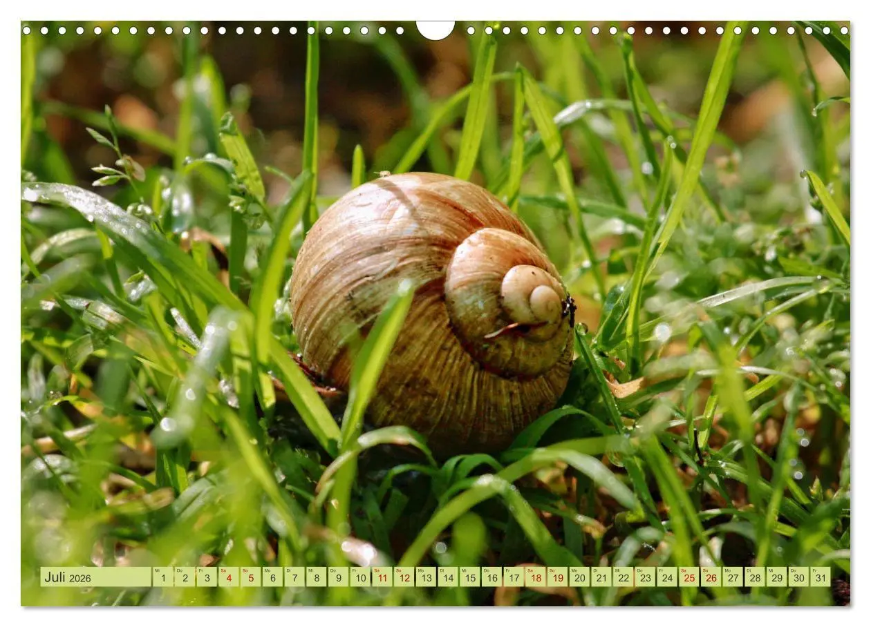 Bild: 9783457481974 | Alles im grünen Bereich (Wandkalender 2026 DIN A3 quer), CALVENDO...