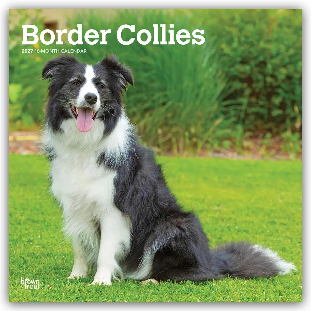 Cover: 9798330712274 | Border Collies 2027 - 16-Monatskalender | Browntrout Publishers | 2027