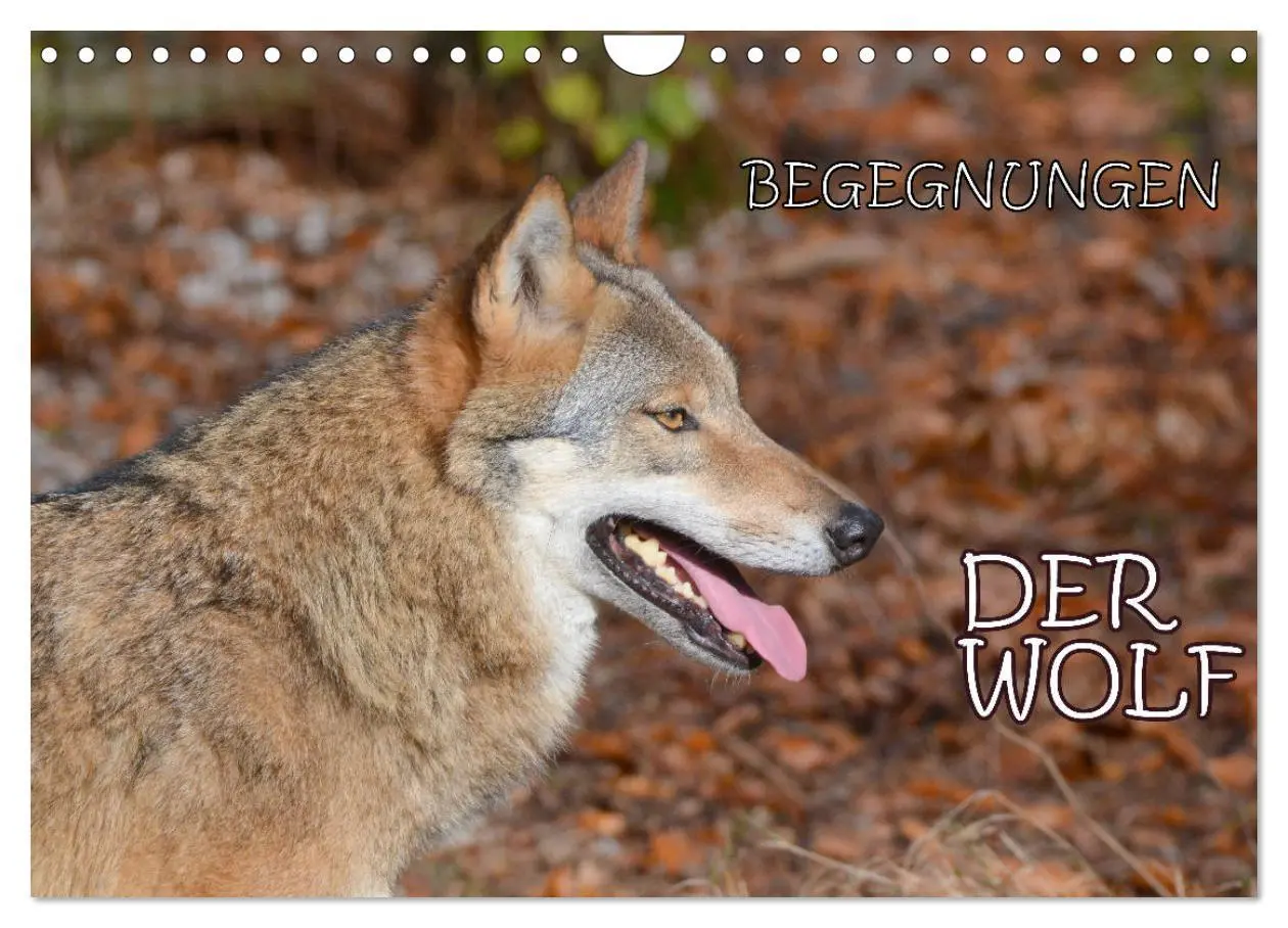 Cover: 9783457872574 | Begegnungen DER WOLF (Wandkalender 2026 DIN A4 quer), CALVENDO...