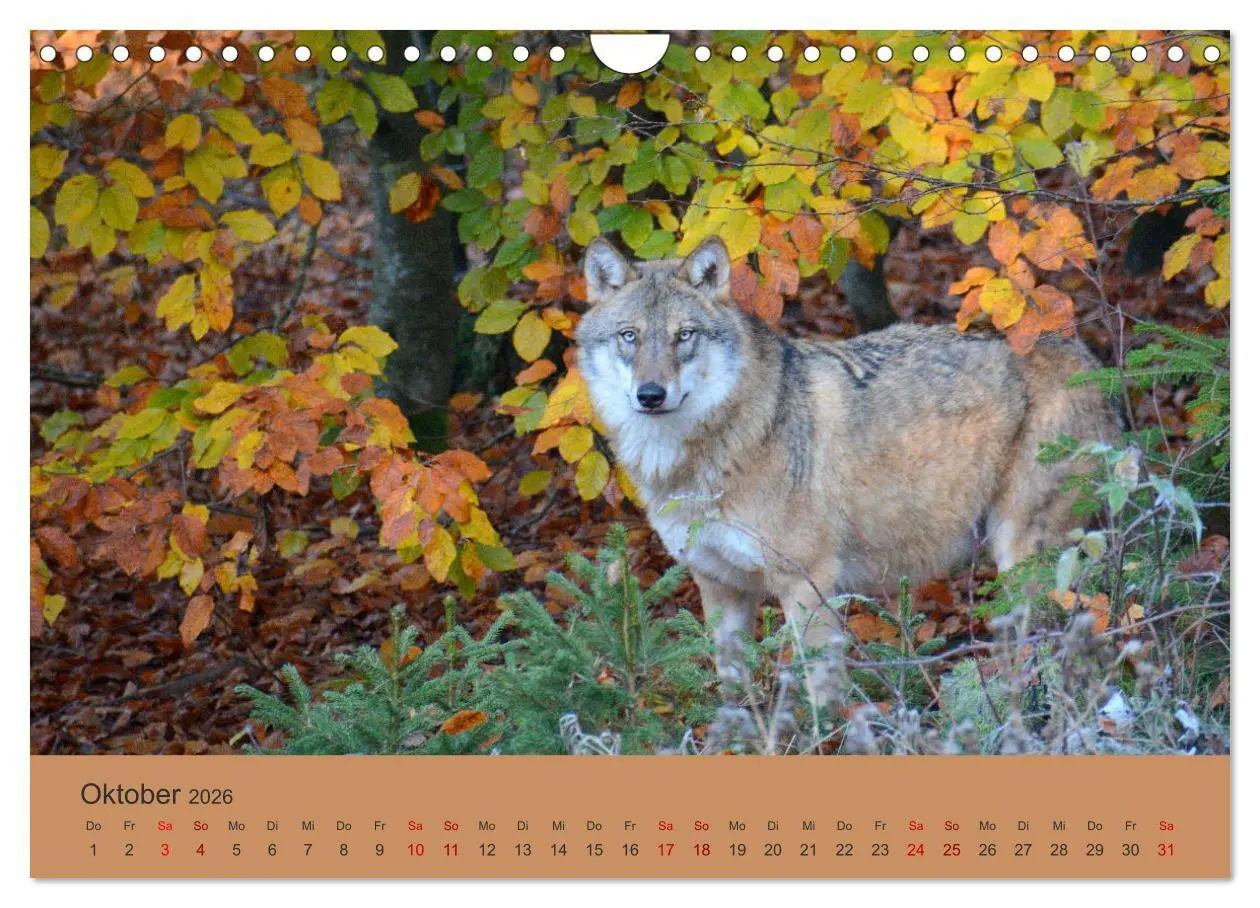 Bild: 9783457872574 | Begegnungen DER WOLF (Wandkalender 2026 DIN A4 quer), CALVENDO...