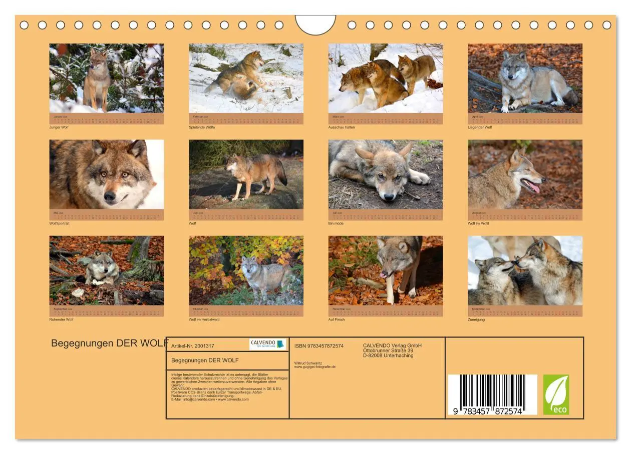 Bild: 9783457872574 | Begegnungen DER WOLF (Wandkalender 2026 DIN A4 quer), CALVENDO...